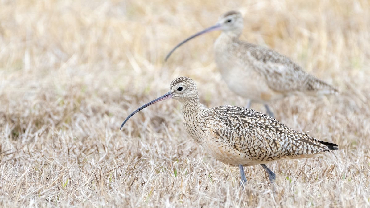 Long-billed Curlew - ML426300581