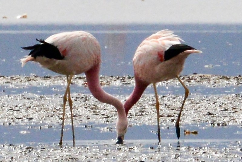 Andean Flamingo - ML42630101