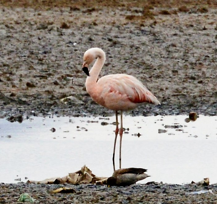 Andean Flamingo - ML42630111