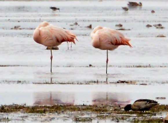 Chilean Flamingo - ML42630901