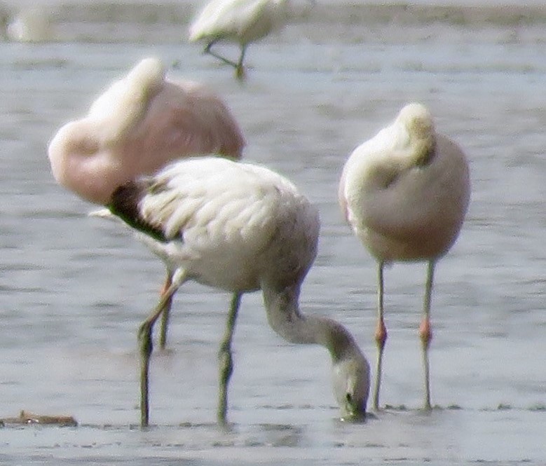 Chilean Flamingo - ML42630911