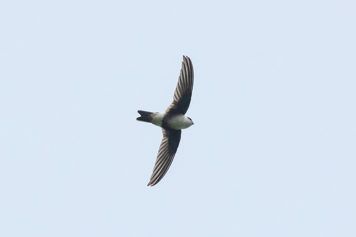 Andean Swift - ML426311161