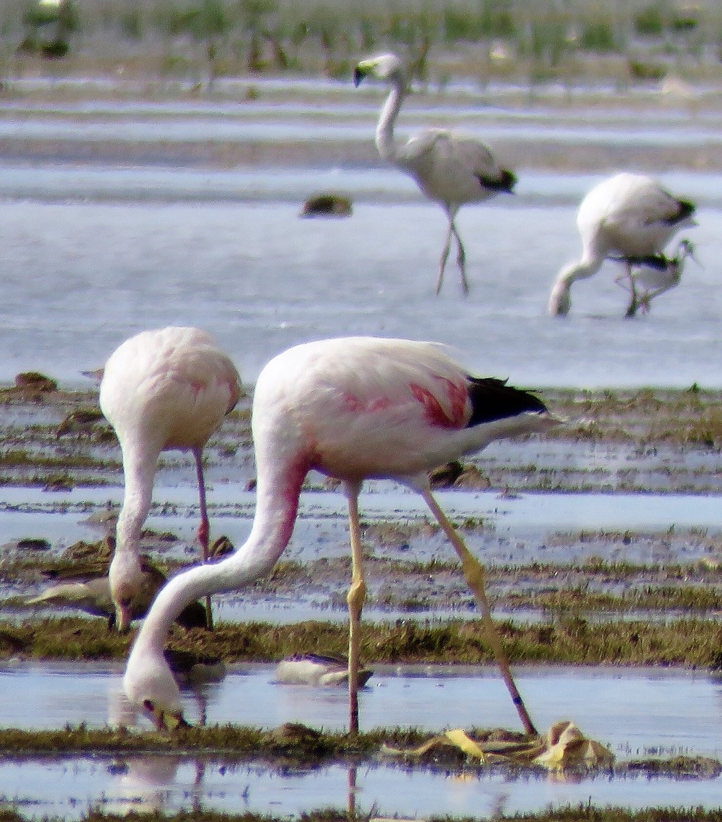 Andean Flamingo - ML42631131