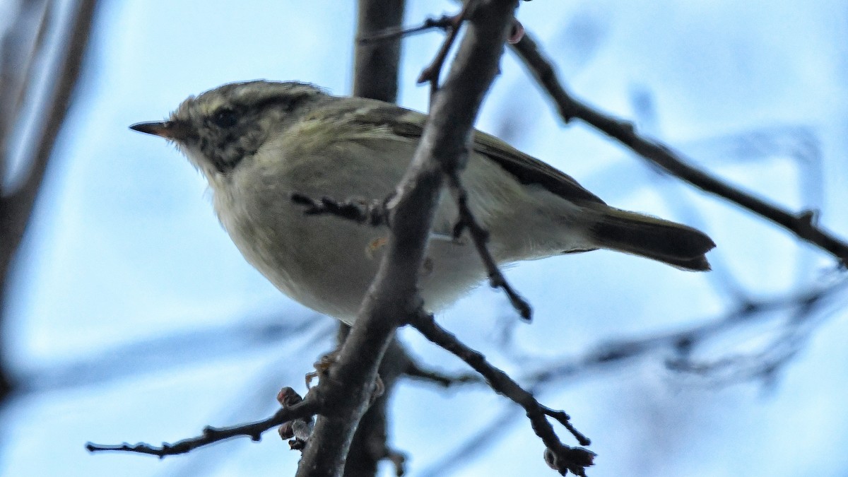 Hume's Warbler - ML426315931