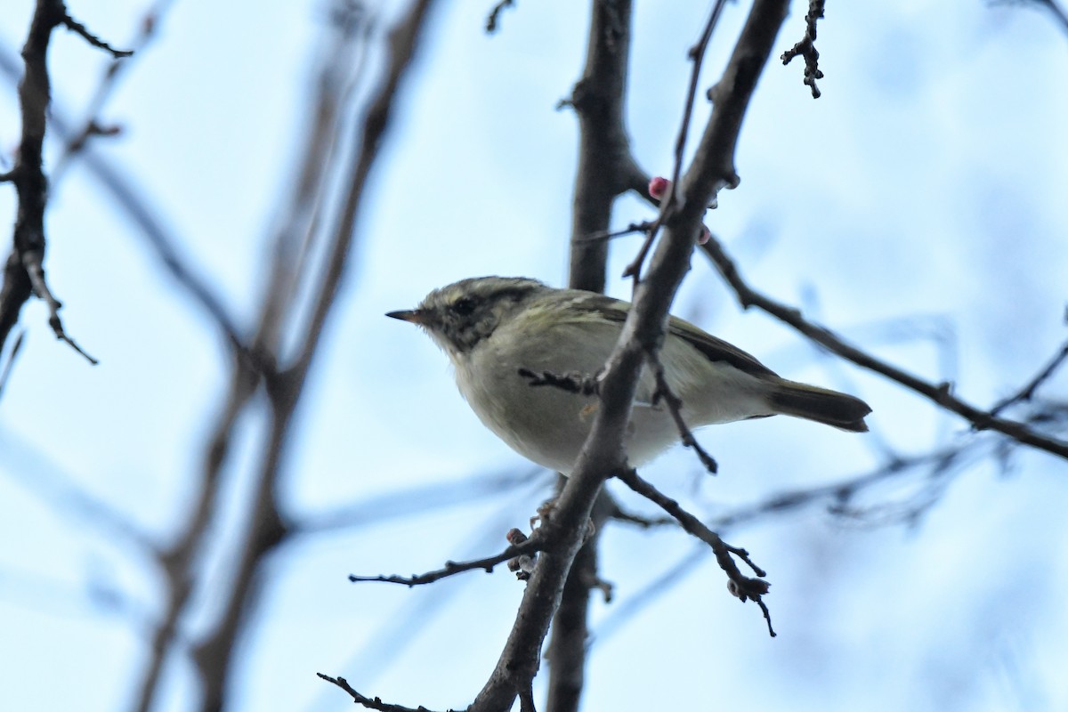 Hume's Warbler - ML426315941