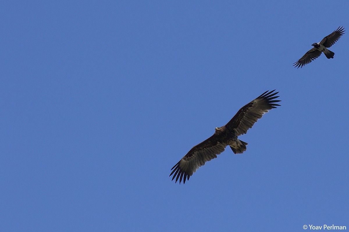 Greater Spotted Eagle - Yoav Perlman
