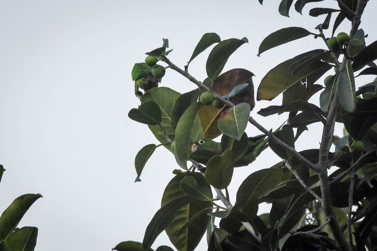 Olive-throated Parakeet - Austin Bell