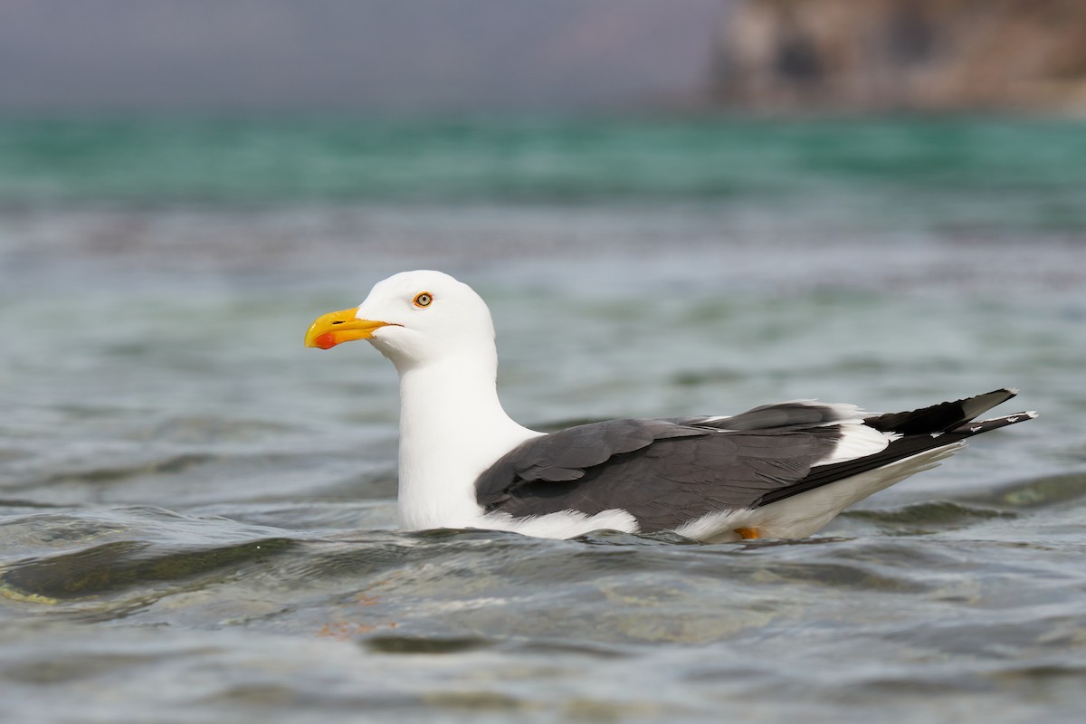 Yellow-footed Gull - Grigory Heaton