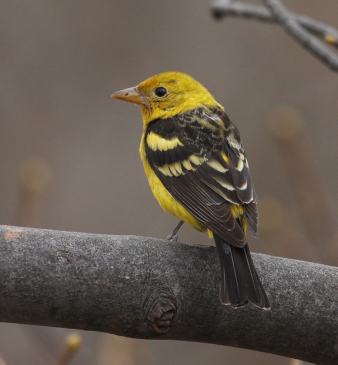 Western Tanager - Charles Fitzpatrick