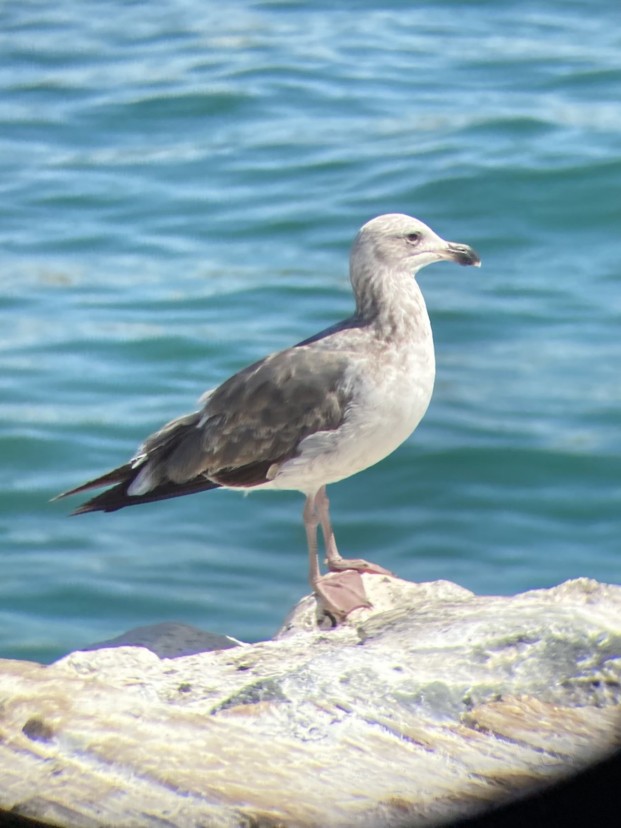 Yellow-footed Gull - ML426343311