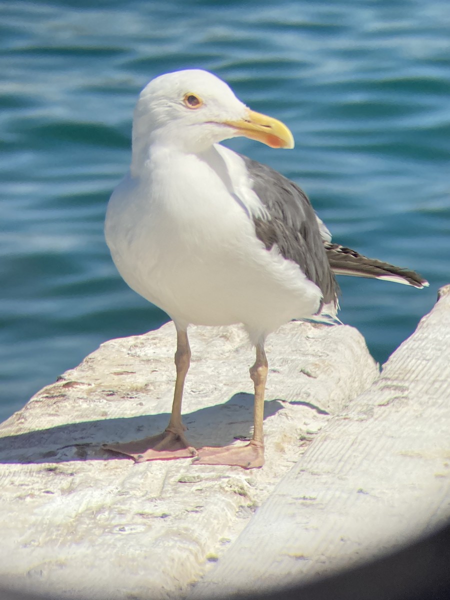 Yellow-footed Gull - Jacob Bagley