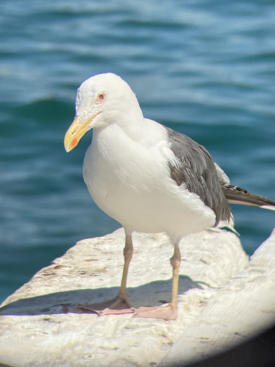 Yellow-footed Gull - Jacob Bagley