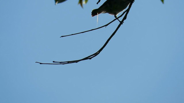 Thick-billed Flowerpecker - ML426343631