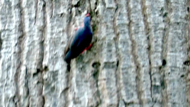 Velvet-fronted Nuthatch - ML426344141