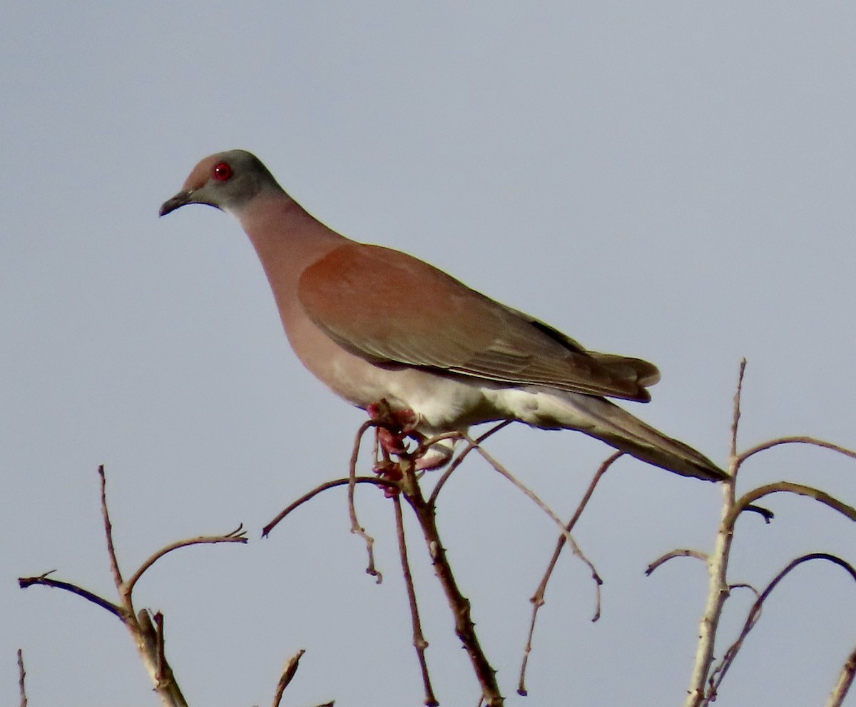 Pale-vented Pigeon - ML426347221