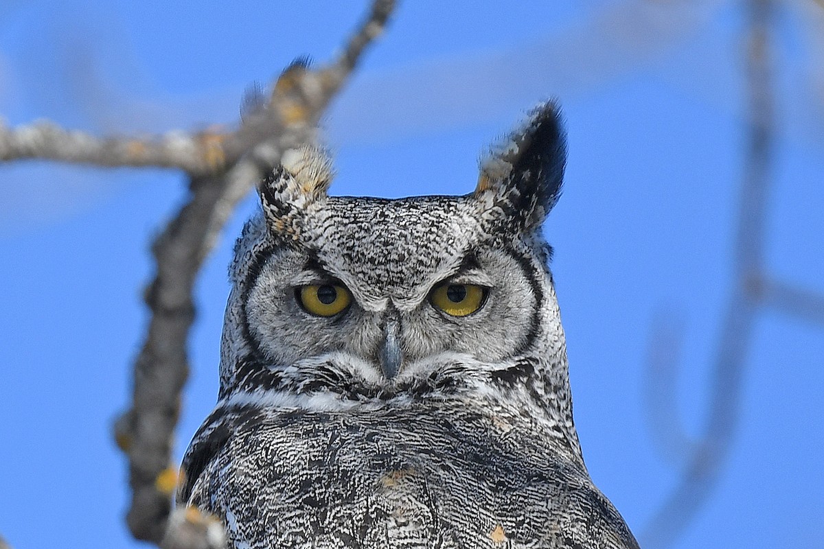Great Horned Owl - ML426350451