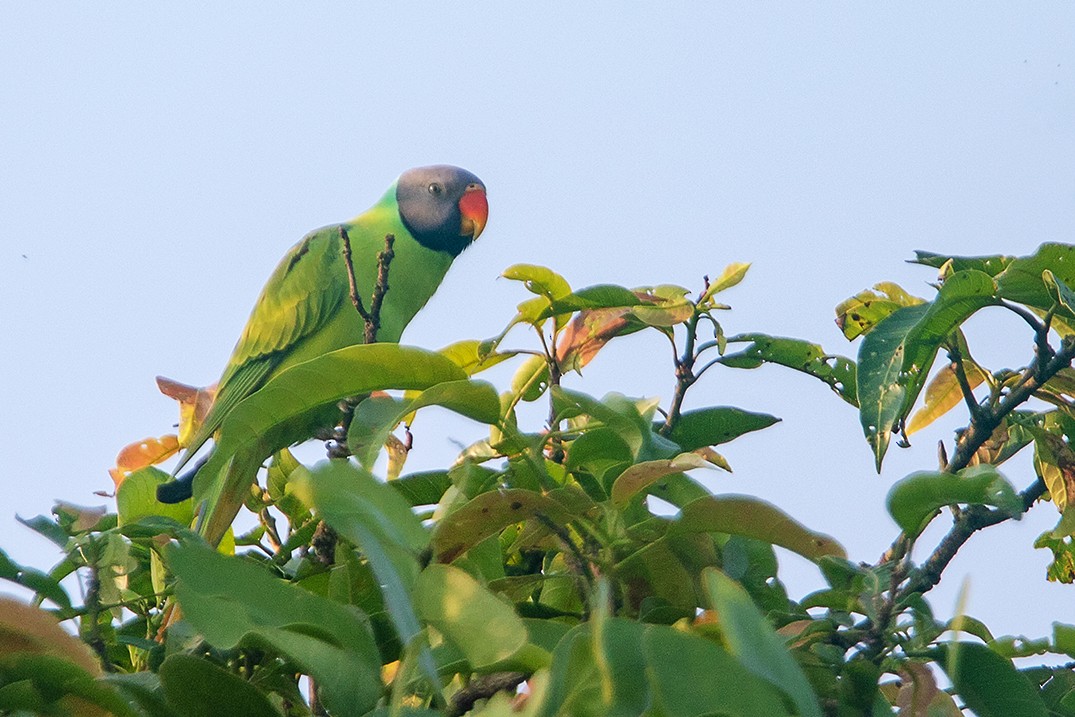 Gray-headed Parakeet - ML426352281