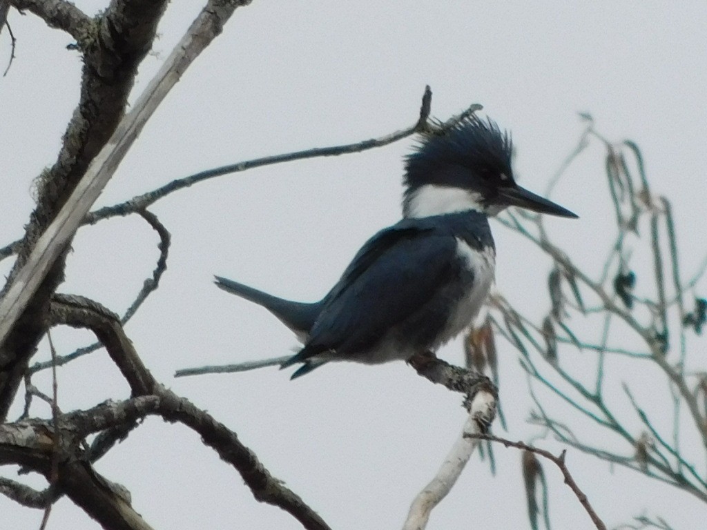 Belted Kingfisher - ML426353381