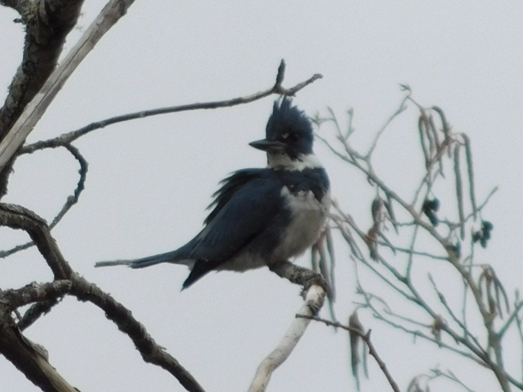 Belted Kingfisher - ML426353681