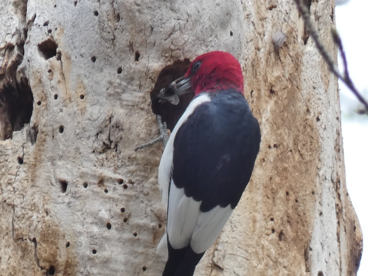Red-headed Woodpecker - ML426354381