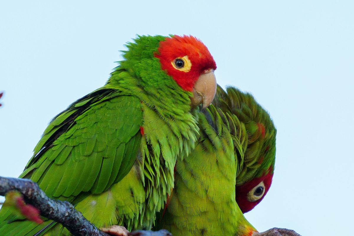 Red-masked Parakeet - ML426358781