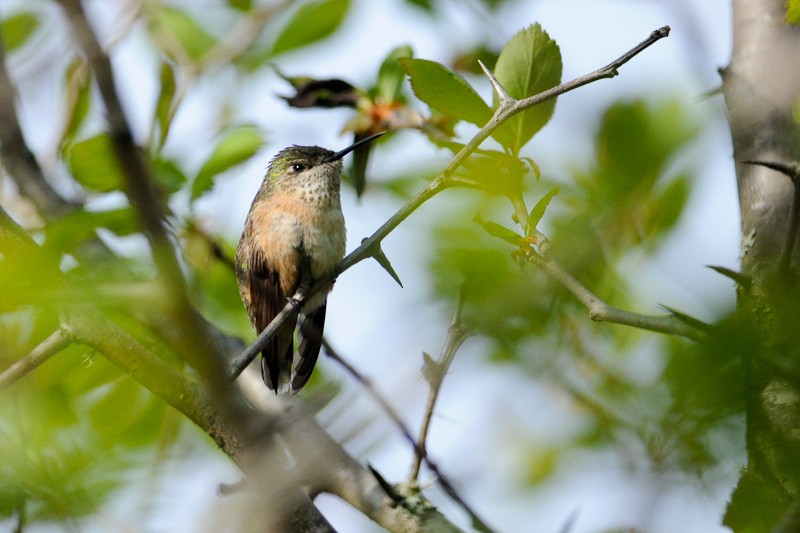 Calliope Hummingbird - Ryan Merrill