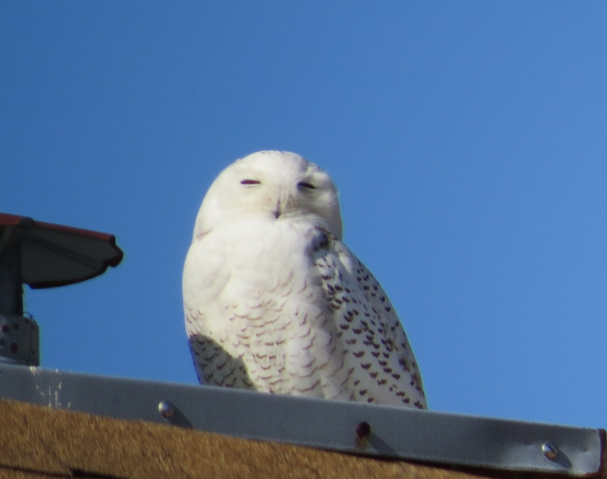 Snowy Owl - ML426364491
