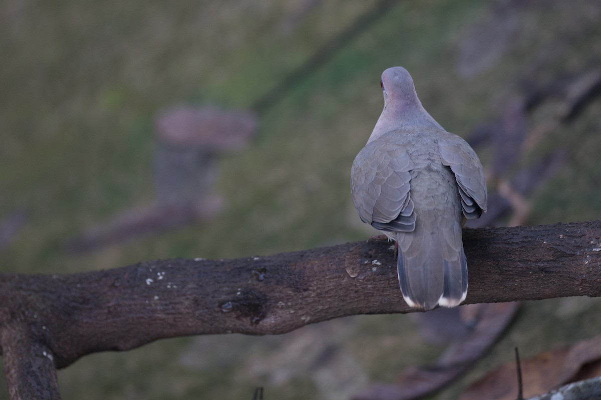 White-tipped Dove - Chris Wood