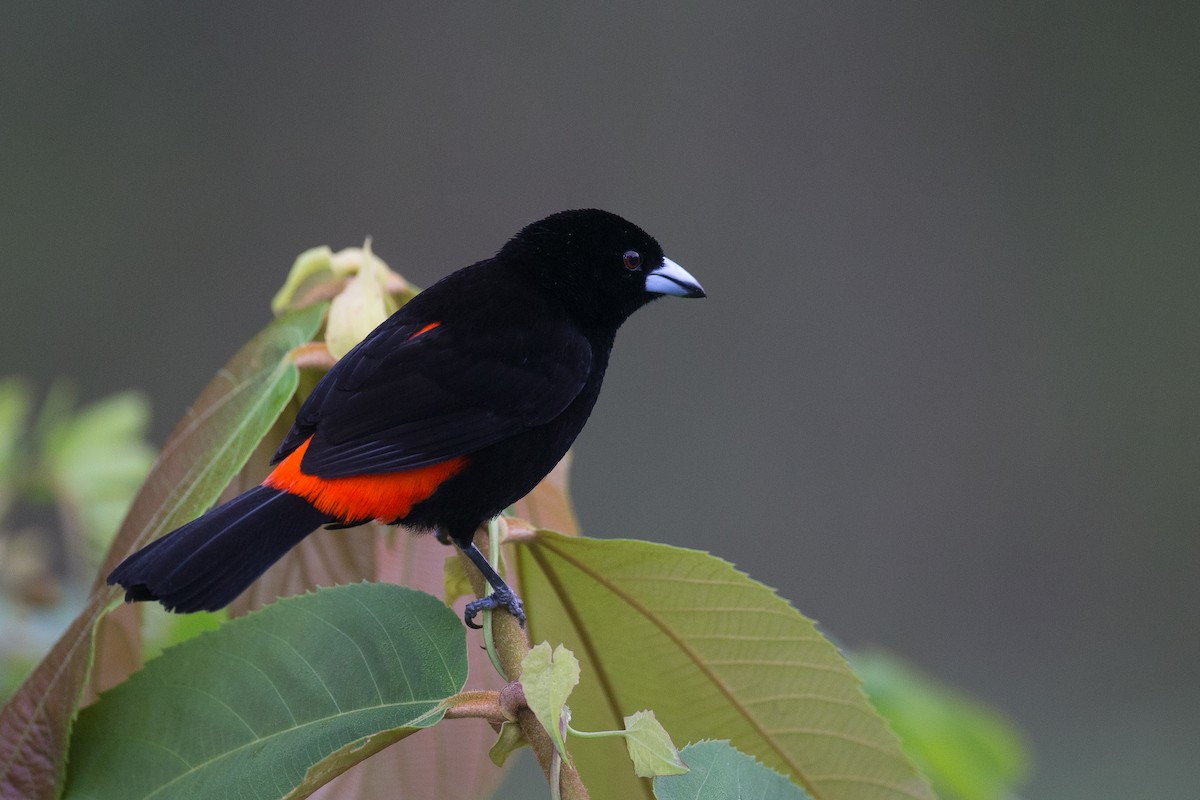 Scarlet-rumped Tanager (Cherrie's) - Chris Wood