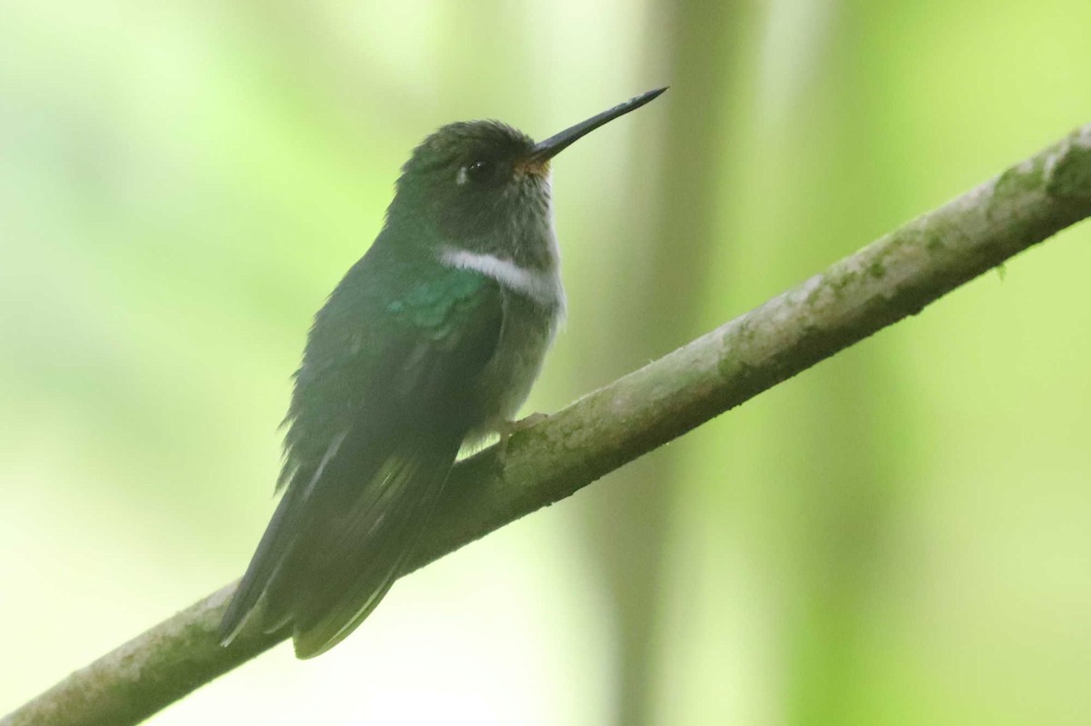 kolibřík ekvádorský - ML426366641