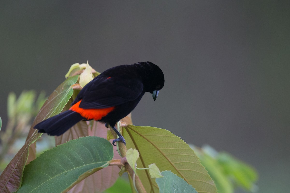 Scarlet-rumped Tanager (Cherrie's) - Chris Wood
