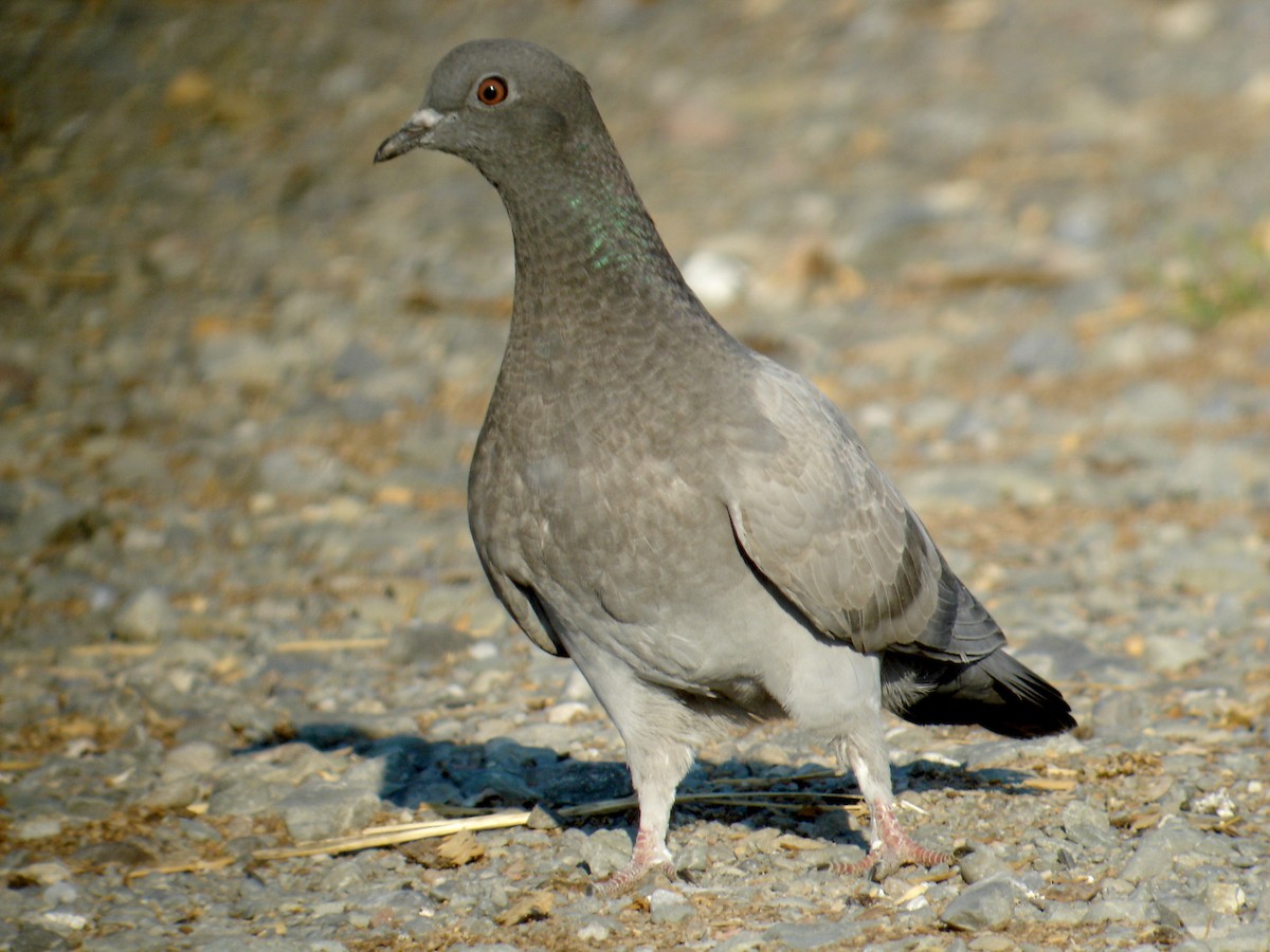 Rock Pigeon (Feral Pigeon) - ML42636681