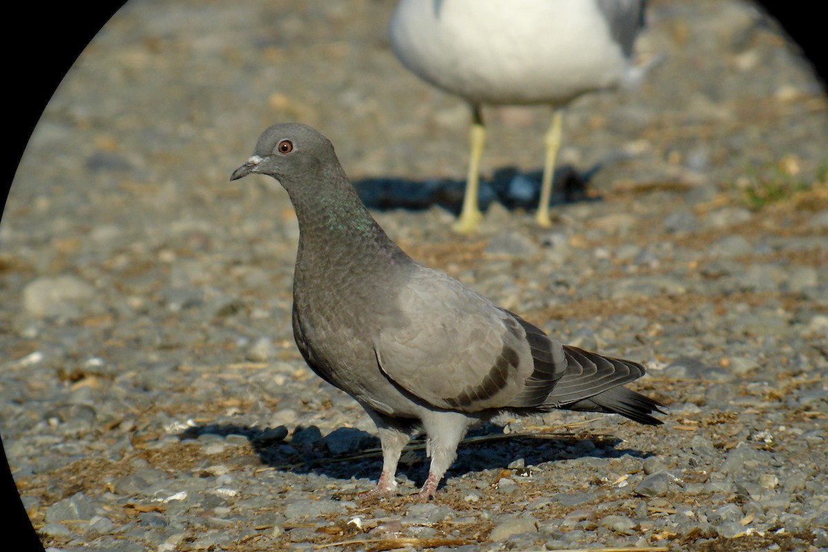 Rock Pigeon (Feral Pigeon) - ML42636701
