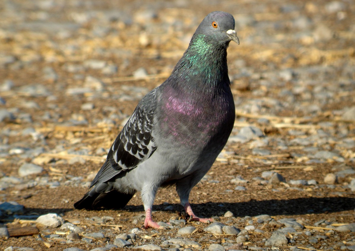 Rock Pigeon (Feral Pigeon) - ML42636731