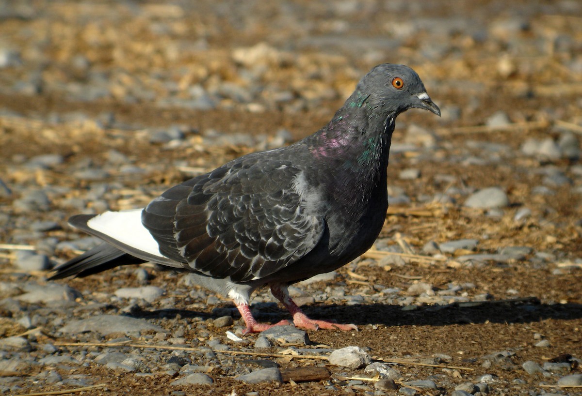 Rock Pigeon (Feral Pigeon) - ML42636741