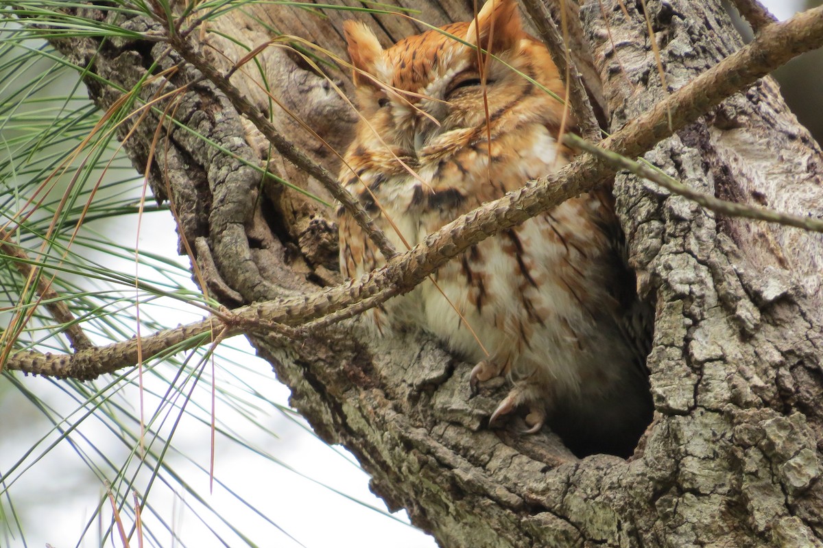 Eastern Screech-Owl - Ann Hobbs