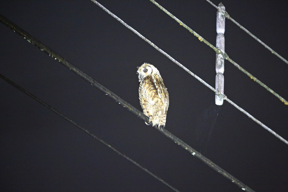 Striped Owl - ML426371881