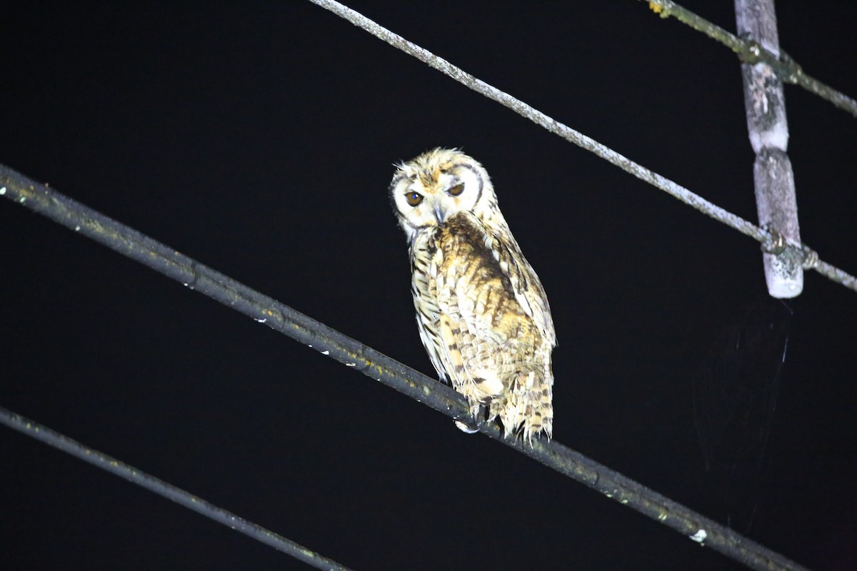 Striped Owl - ML426371901