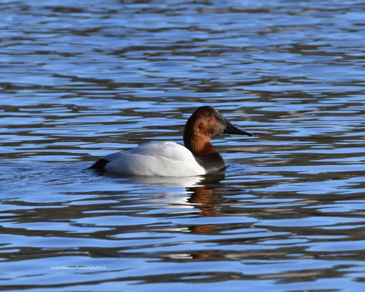 Canvasback - Dorrie Holmes