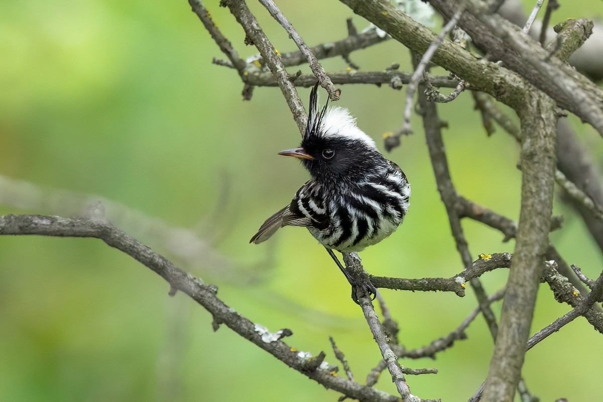 Pied-crested Tit-Tyrant - ML426380621