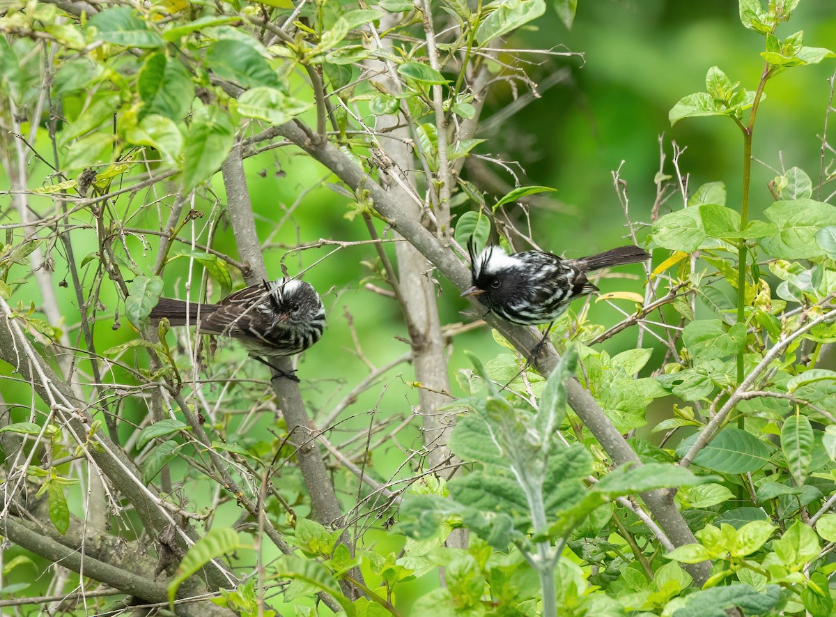 Pied-crested Tit-Tyrant - ML426380641