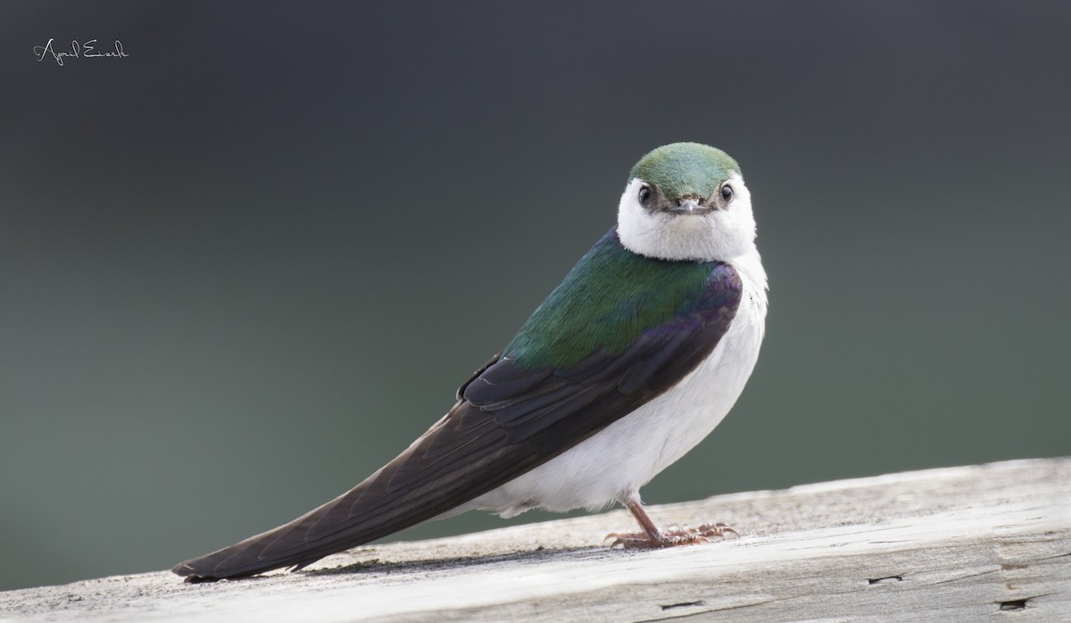 Violet-green Swallow - April Eisele