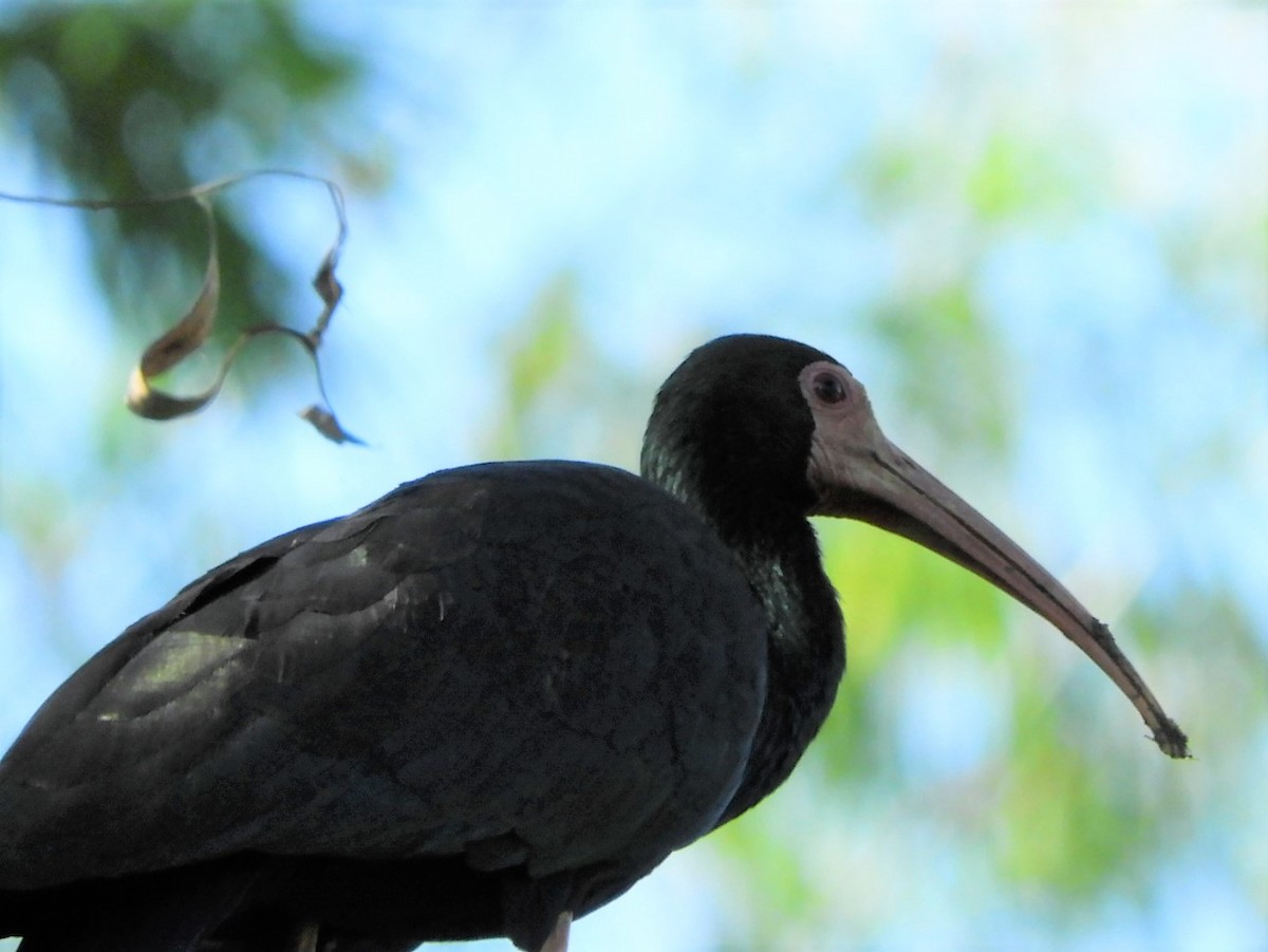 ibis tmavý - ML426388581