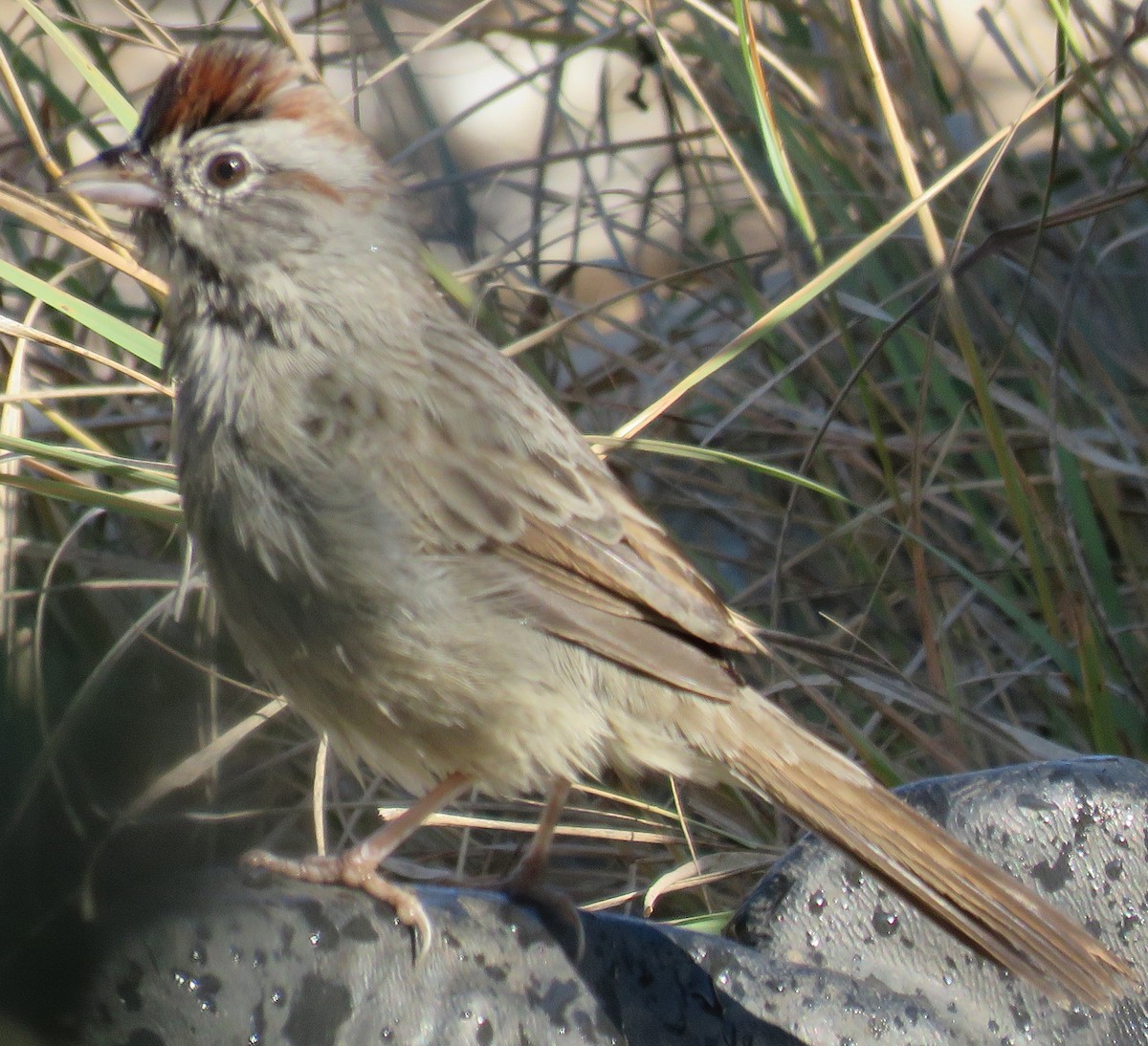 Rufous-crowned Sparrow - Gwen Lanning