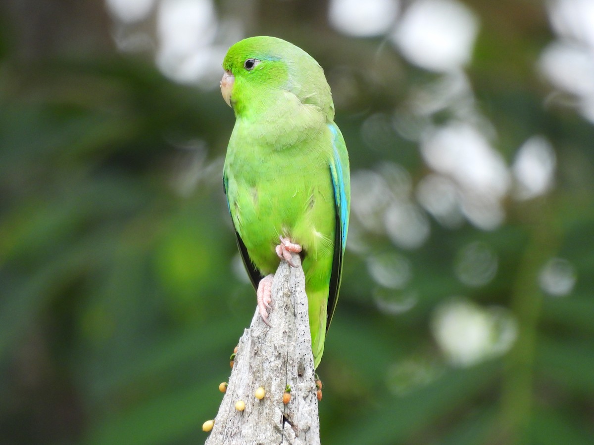 Turquoise-winged Parrotlet - ML426389901
