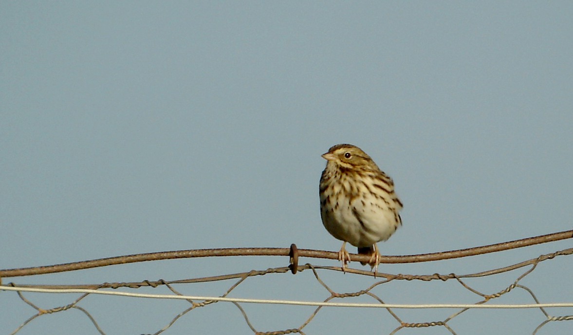 Savannah Sparrow (Savannah) - ML42639251