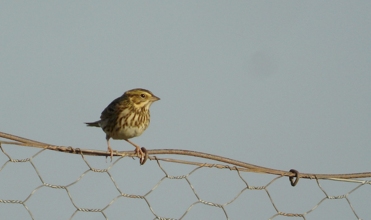 Savannah Sparrow (Savannah) - ML42639281