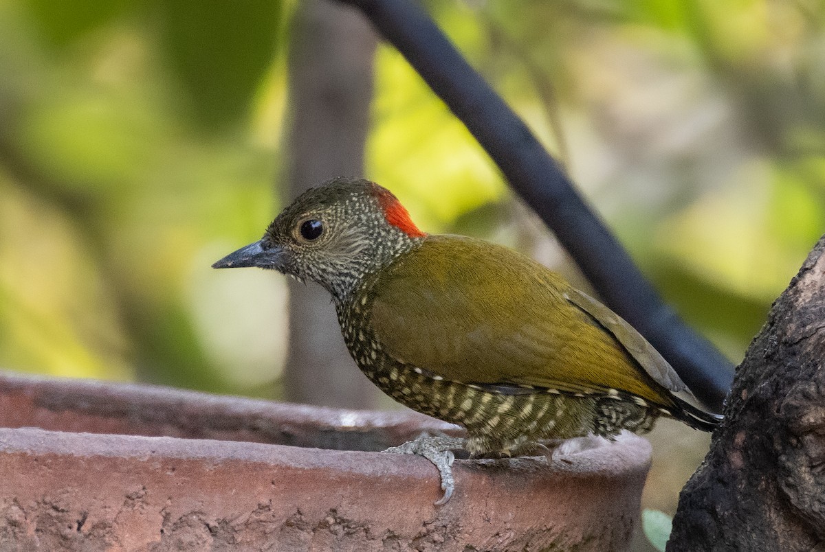 Buff-spotted Woodpecker - ML426396381