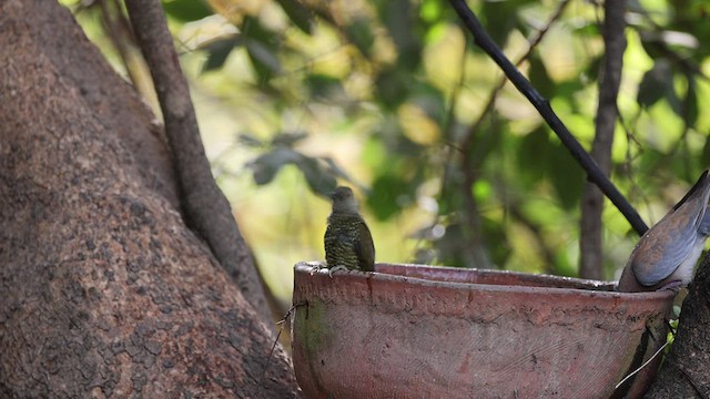 Buff-spotted Woodpecker - ML426397871