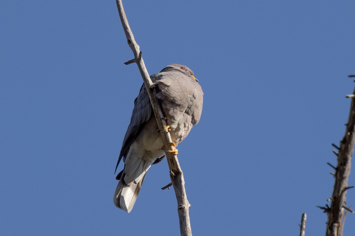 Band-tailed Pigeon - ML426398931